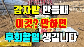 감자밭 밑거름 넣을때 이것은 꼭 넣어주세요. 잊으면 감자농사 망해요.