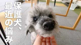 保護犬、最近これで悩んでます。。｜Day114,115