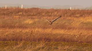 Velduil vangt muis bij boot naar Ameland, Holwerd, Wadden, Short Eared Owl slowmotion sony a7siii