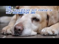 【感動する話 動物】 保護した犬が『３日～１週間で殺処分される』と言われて・・・。【泣ける話】