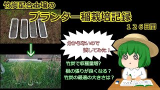 [ゆっくり解説]竹炭使用水稲比較育成[126日間]