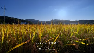 Comfortable rural autumn wind sounds that are better to listen to in cool weather ASMR Nature Sounds