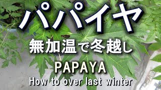 パパイヤ　無加温で冬越しした経験まとめ　Papaya How to over winter