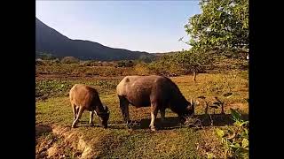 香港野生動物 - 水牛：老與幼 Wildlife in Hong Kong - Buffalo: Old and young