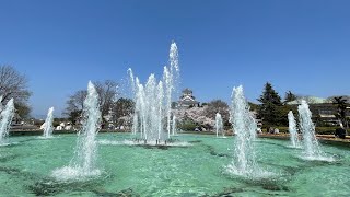 撮り鉄が滋賀県長浜市長浜城と桜🌸を撮ったらこんな動画になりました。2023.4.1満開　（最後にオマケ動画あり）#長浜市 #長浜 #お城 #城 #歴史 #桜の名所 #新幹線 #滋賀県