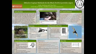 Effective Capture Methods for the Black Swift