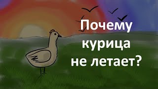 Почему курицы не летают?