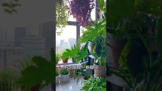 【蓝胖小花匠🎏】为了更全面的展示封闭阳台养护植物的过程和经验，今天分享第一期新入手的植物：三角梅。会持续更新它的生长状况～#封闭阳台养花#我的阳台小花园#三角梅#养花小知识#家庭养花