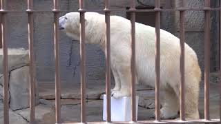 飲む前から笹鳴き　待ちきれないリラの授乳要求 Polar Bears