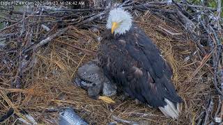 Captiva Eagle Cam - Connie \u0026 Clive 23.01.2025 10:18