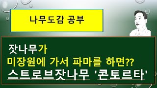 스트로브잣나무 '콘토르타'는 어떤 특징을 가진 잣나무일까?