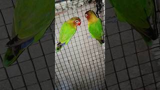 My Love Bird's Reaction Video। Shorts No: 02। Day - 02। #shorts #birds