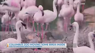 Columbus Zoo moving some birds inside