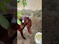 bakra eid mubarak 🐶hamari goat a gye 😍