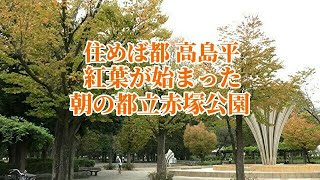 住めば都 高島平【紅葉始まる朝の赤塚公園】