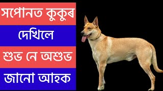 hopunot kukur dekhle ki hoy|Assamese Vastu|Hopunor folafol