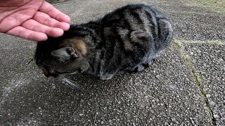 公園にいた野良猫をナデナデしてきました