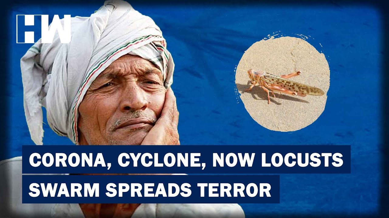 "Worst In 27 Years" Locusts Army Threatens To Destroy Crops In Indian ...