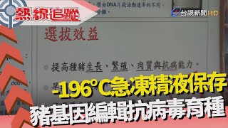 熱線追蹤 - 基因編輯 豬隻抗病毒育種