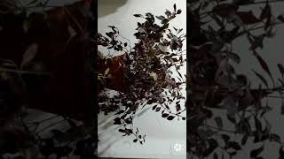 Loropetalum (Lalsa) | Time Lapse after watering | Harshita Makwana | #shorts #plants #timelapse