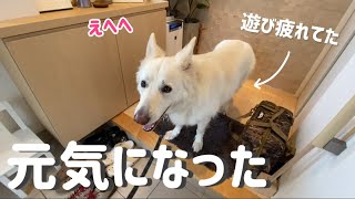 GWにいっぱい遊び疲れてたけど復活した大型犬【ホワイトシェパード】