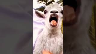 little goat 🐐 Funny baby goat 🤩#youtubeshorts #shortvideo #trending #viral
