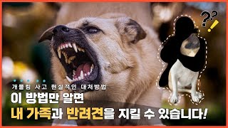 훈련사가 알려드리는 현실적인 개물림 대처방법