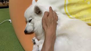 【犬の寝顔🐶💤】寝ている日本スピッツをただ撫でるだけの動画 / [ Sleeping Dog ] Just stroking a sleeping Japanese Spitz.