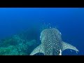 Chumphon Pinnacle Dive Site Koh Tao