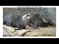 コツメカワウソの家族の密着！子育て奮闘中！small clawed otter family