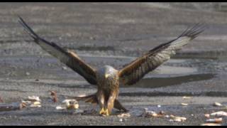 Red Kites in Slow Motion - The Slow Mo Guys