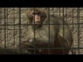 More research monkeys retire when studies finish