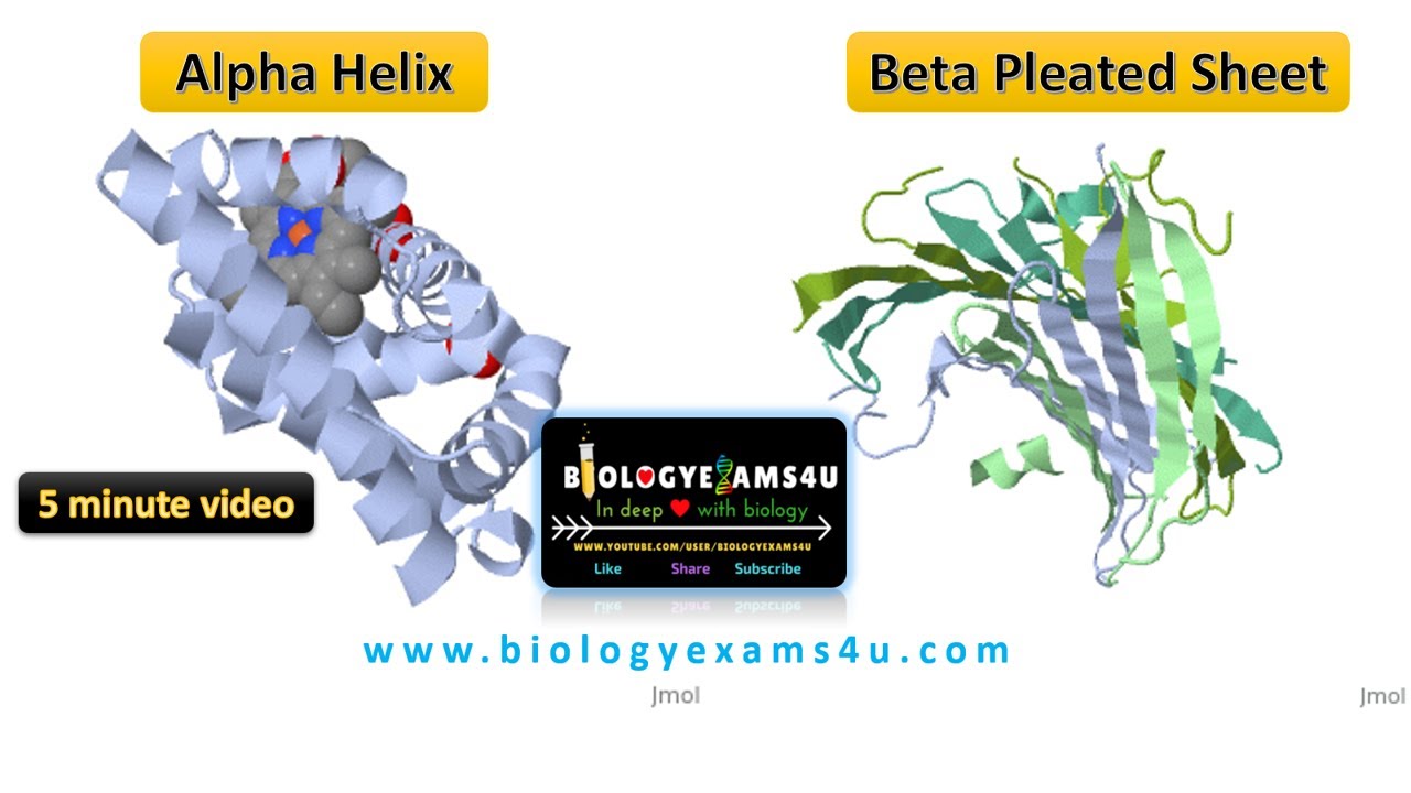 Difference Between Alpha Helix And Beta Sheet Difference Between Alpha Helix And Beta Sheet