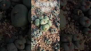 #다육이 코노피듐계의 똥돼지 웨스트니를 소개 합니다 -경산다육 succulent farm #다육 #다육식물 #코노