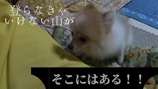 【ポメラニアン】初めてソファに登れた！昔との違いを紹介