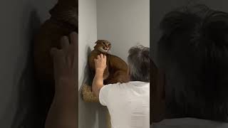 Caracal cat Ariel wants to scratch the eyes out of grandpa! | ariel.caracat