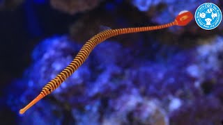 【チャーム】海水魚 メニーリングドパイプフィッシュ Doryrhamphus multiannulatus ヨウジウオ charm動画