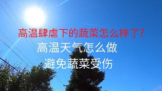 高温肆虐下的蔬菜怎么样了？ 高温天气怎么做 避免蔬菜受伤（加州高温）  #养花种菜#