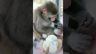 Monkeys, Baby monkey videos #BeeLeeMonkeyFans #Shorts 254