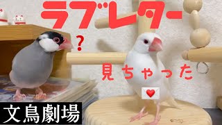 【爆笑】文鳥劇場　ラブレター見ちゃった　#307