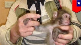 Monkey business: Taiwan’s once endangered Formosan macaque is now off the list