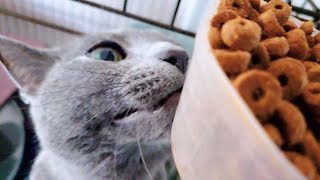 【猫動画】ご飯を補充する嫁を邪魔するロシアンブルー【russianbule】Russian blue who disturbs his wife who replenishes rice