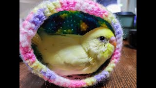 【セキセイインコ】ヒナのさし餌（2022/01/15）