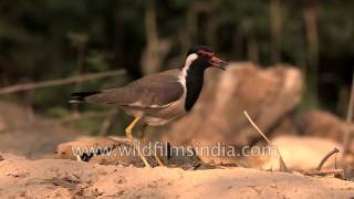 Alert warning call of Red wattled Lapwing