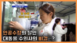 [대동물 수의사] EP.2-2 인공수정의 달인, 그녀의 비결은...? | JNG