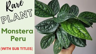 ഇല ചെടി ഇത്രയും ഭംഗിയോ??, Uncovering the Secrets of the Rare Monstera Peru Plant!