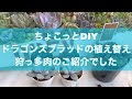 【多肉植物】ちょこっとdiy❣️セダムの植え替え❣️狩っ多肉のご紹介❣️【ガーデニング】