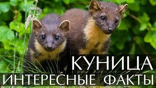 Куница интересные факты