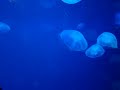 須磨水族園の水クラゲ