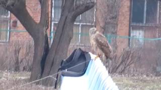 Ястреб тетеревятник на руку GosHawk